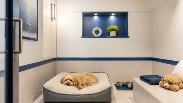 Luxury Boarding at DogCare luxury pet studio